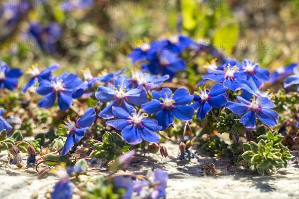 Blue flowers of the flax-leaved pimpernel