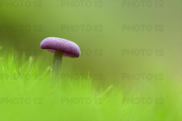 Amethyst deceiver