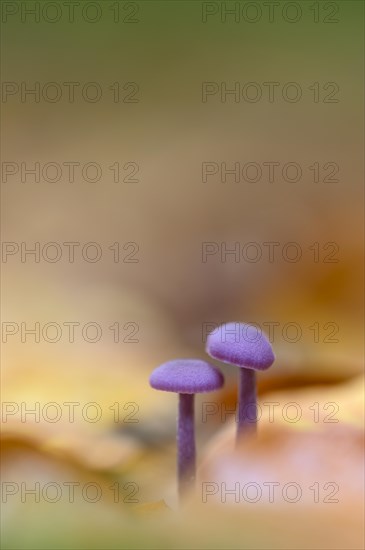 Amethyst deceiver