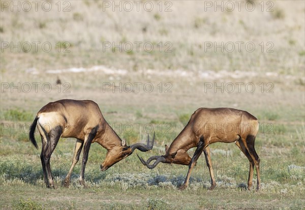 Red Hartebeest