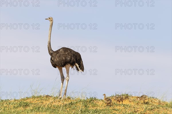 Ostrich