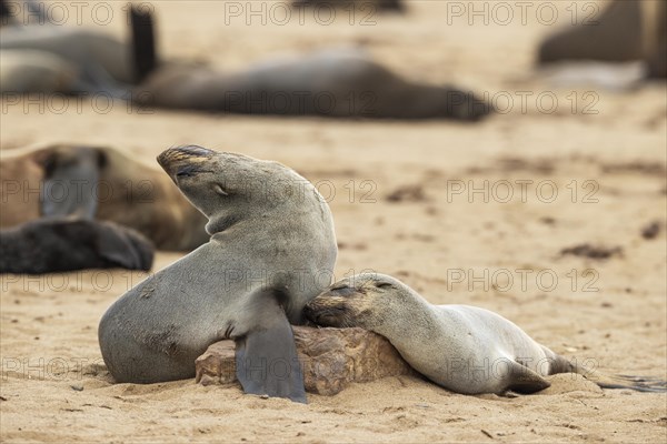 Cape Fur Seal