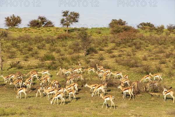 Springbok