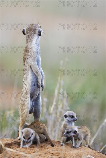 Suricate