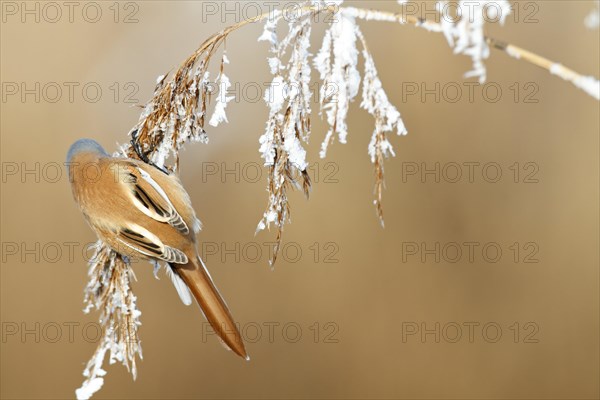 Bearded reedling