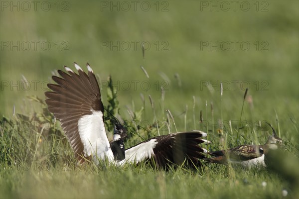 Northern lapwing