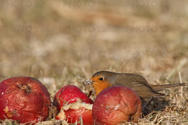 European robin