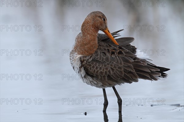 Black-tailed Godwit