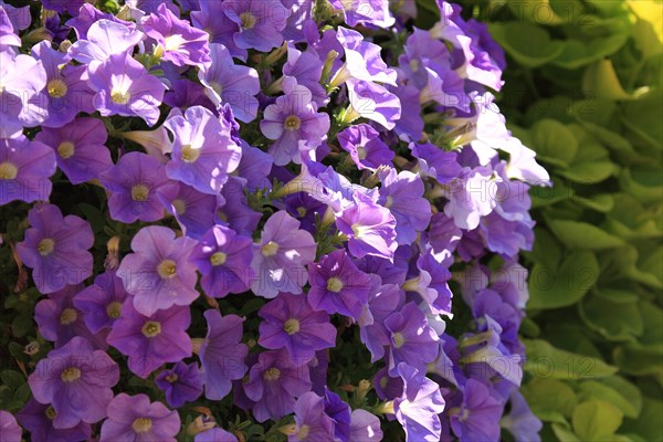 Purple flowering petunias