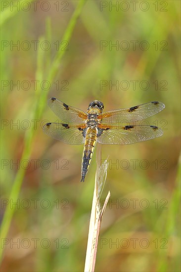 Four-spotted chaser