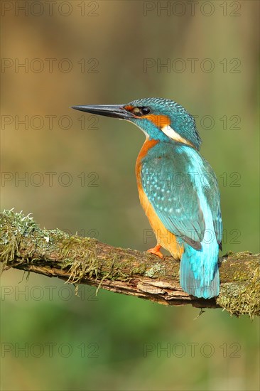 Common kingfisher