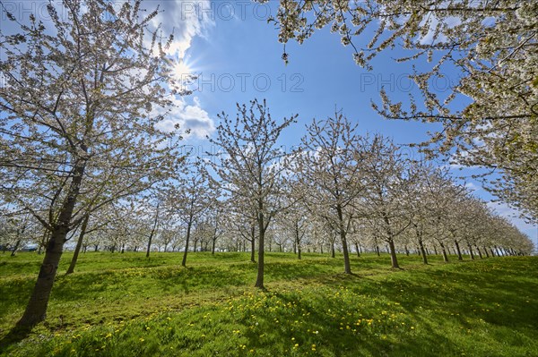 Cherry tree