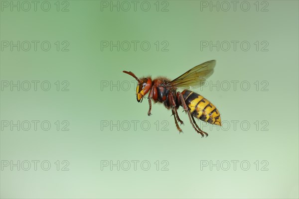 European hornet