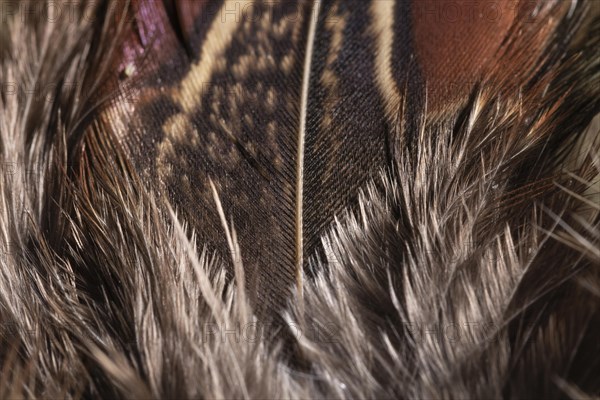 Close up feathers organic background