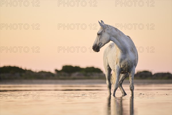 Camargue horse standing in the water at sunrise