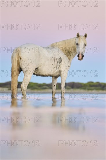 Camargue horse standing in the water at sunrise