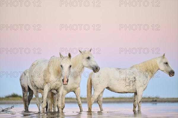 Camargue horses standing in the water at sunrise