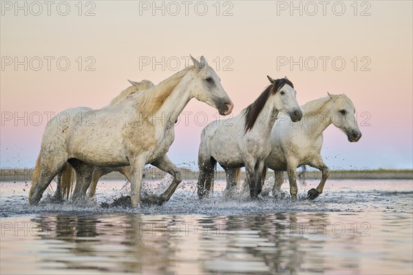 Camargue horses walking through the water at sunrise