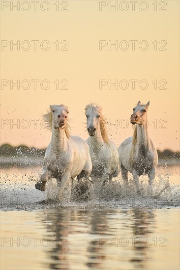 Camargue horses running through the water at sunrise