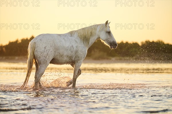 Camargue horses walking through the water at sunrise