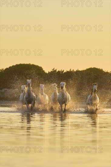 Camargue horses running through the water at sunrise