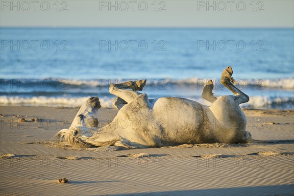 Camargue horse lying on a beach in the sand at sunrise