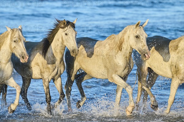 Camargue horses running out of the sea on a beach in morning light