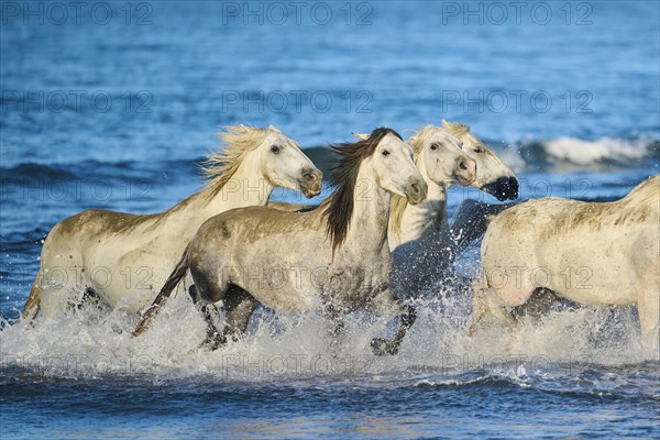 Camargue horses running out of the sea on a beach in morning light