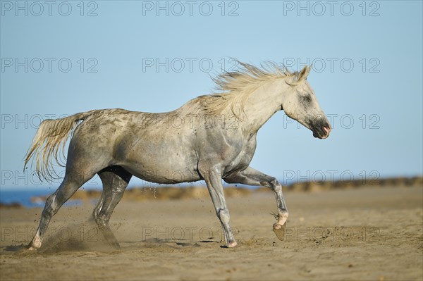 Camargue horse running on a beach in morning light