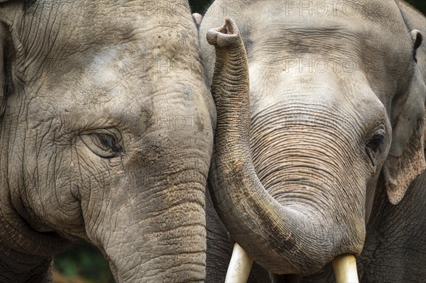 Two Asian elephant