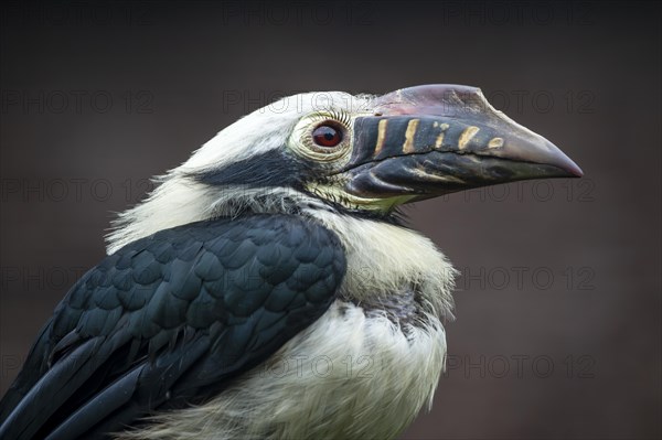 Visaya Tarictic Hornbill