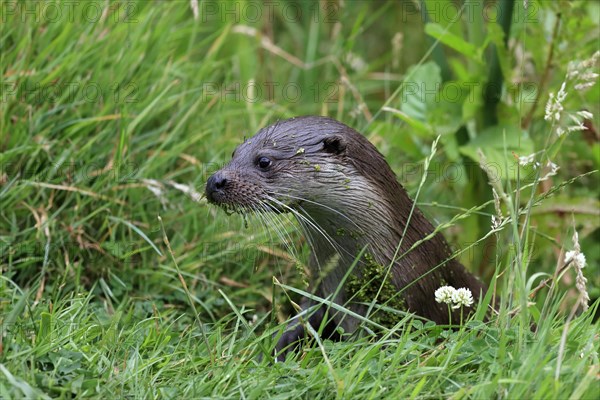 European otter