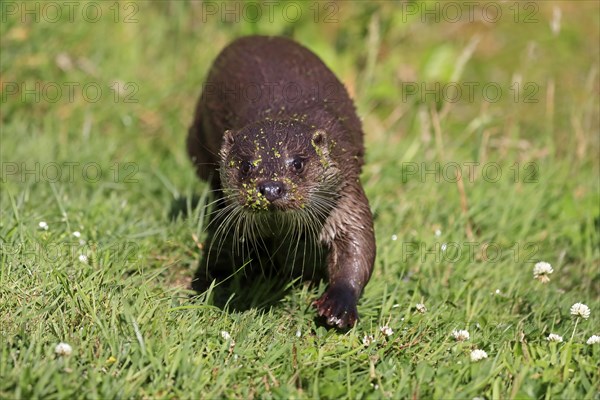 European otter