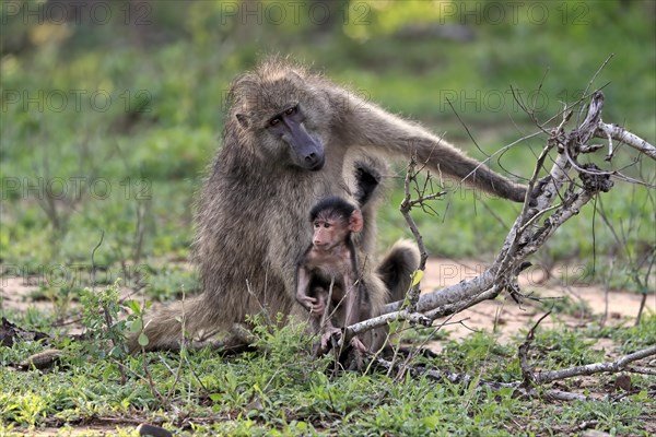 Bear baboon