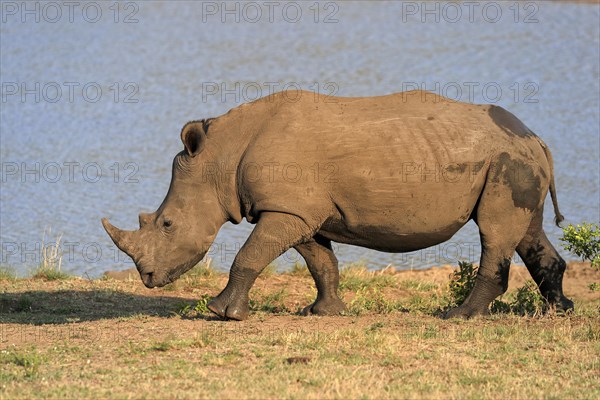 White rhinoceros