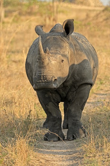 White rhinoceros