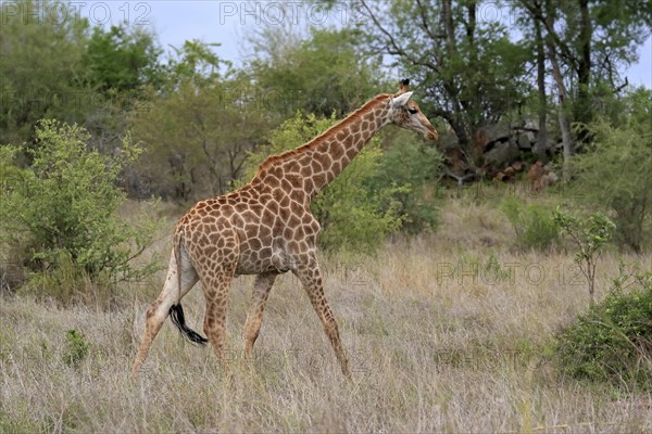 Southern giraffe