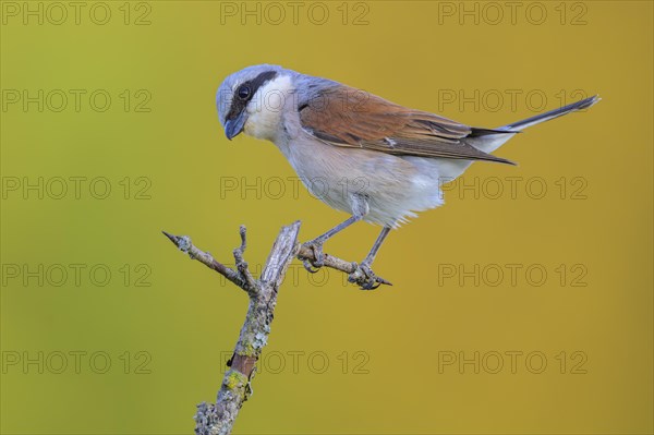 Red-backed Shrike