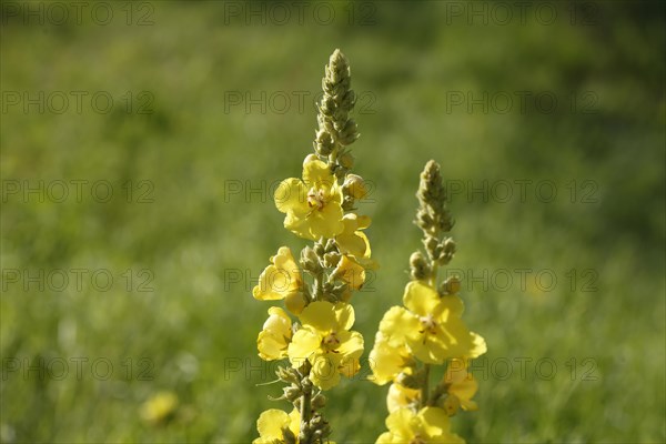 Yellow dense-flowered mullein