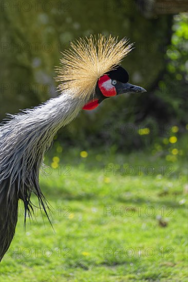 Black crowned crane