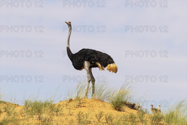 Ostrich