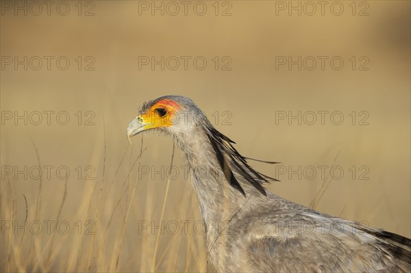 Secretary Bird