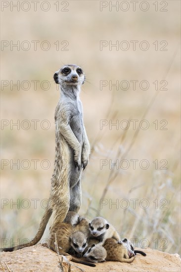 Suricate