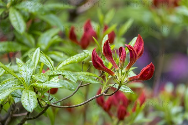 Buds of a scented azalea in the rain