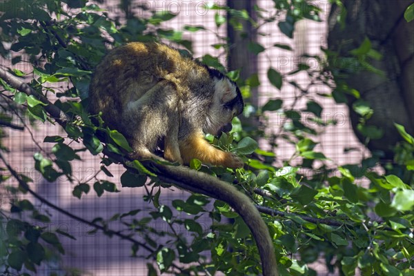 Squirrel monkey