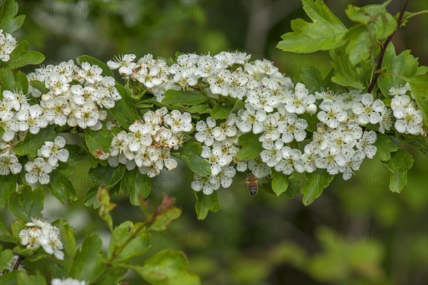 Encroaching common hawthorn