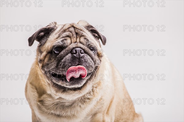 Close up funny pug dog with its tongue out