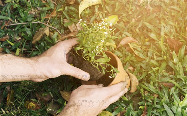 Man planting seedling pot