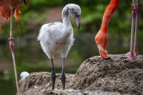 American flamingo