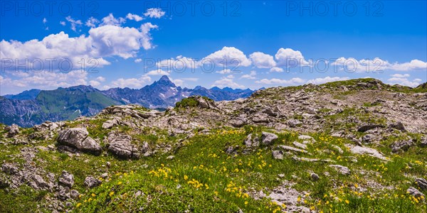 (Arnica montana) rhododendron, Koblat high trail on the Nebelhorn, behind it the Hochvogel, 2592m, Allgaeu Alps, Allgaeu, Bavaria, Germany, Europe